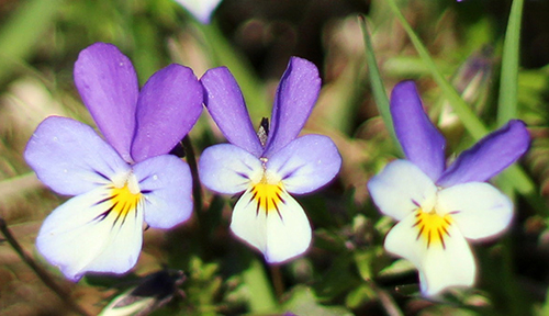 Wood violets