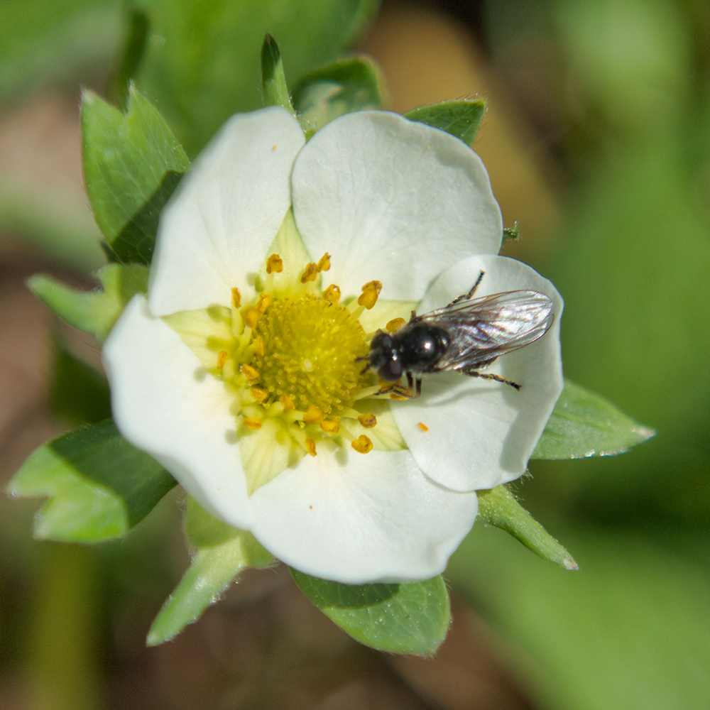 Potentilla